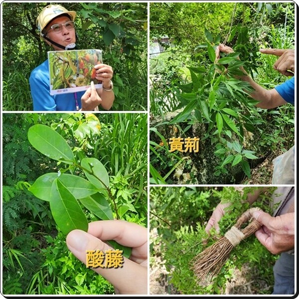 高雄市六龜區【高雄六龜】生態人文品茗一日遊☆新威森林公園(桃花心木步道)x十八羅漢山服務區x檳榔屋餐廳x六山十八工作站