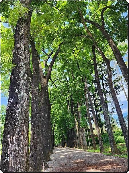 高雄市六龜區【高雄六龜】生態人文品茗一日遊☆新威森林公園(桃花心木步道)x十八羅漢山服務區x檳榔屋餐廳x六山十八工作站