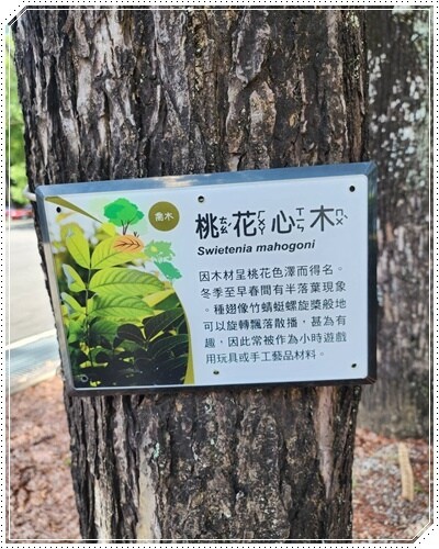 高雄市六龜區【高雄六龜】生態人文品茗一日遊☆新威森林公園(桃花心木步道)x十八羅漢山服務區x檳榔屋餐廳x六山十八工作站
