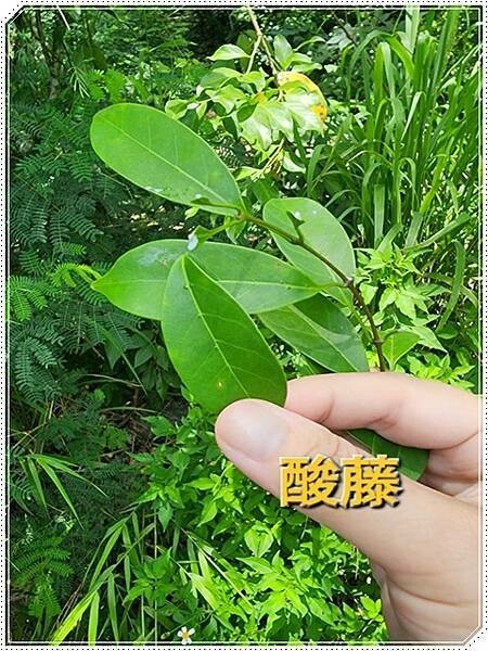 高雄市六龜區【高雄六龜】生態人文品茗一日遊☆新威森林公園(桃花心木步道)x十八羅漢山服務區x檳榔屋餐廳x六山十八工作站