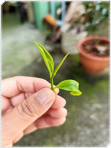 高雄市六龜區【高雄六龜】生態人文品茗一日遊☆新威森林公園(桃花心木步道)x十八羅漢山服務區x檳榔屋餐廳x六山十八工作站