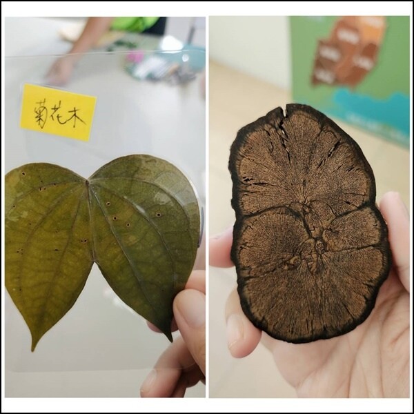 高雄市六龜區【高雄六龜】生態人文品茗一日遊☆新威森林公園(桃花心木步道)x十八羅漢山服務區x檳榔屋餐廳x六山十八工作站