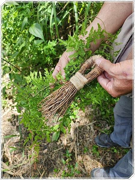 高雄市六龜區【高雄六龜】生態人文品茗一日遊☆新威森林公園(桃花心木步道)x十八羅漢山服務區x檳榔屋餐廳x六山十八工作站