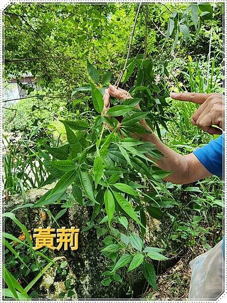 高雄市六龜區【高雄六龜】生態人文品茗一日遊☆新威森林公園(桃花心木步道)x十八羅漢山服務區x檳榔屋餐廳x六山十八工作站
