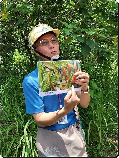 高雄市六龜區【高雄六龜】生態人文品茗一日遊☆新威森林公園(桃花心木步道)x十八羅漢山服務區x檳榔屋餐廳x六山十八工作站