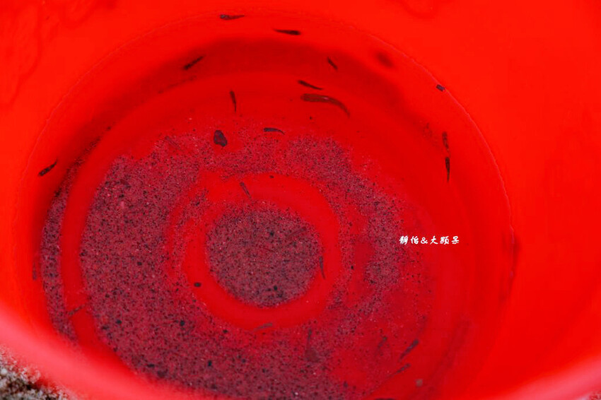 北海岸親子玩水,萬里海水浴場,半月型白色沙灘,新北免費玩水景