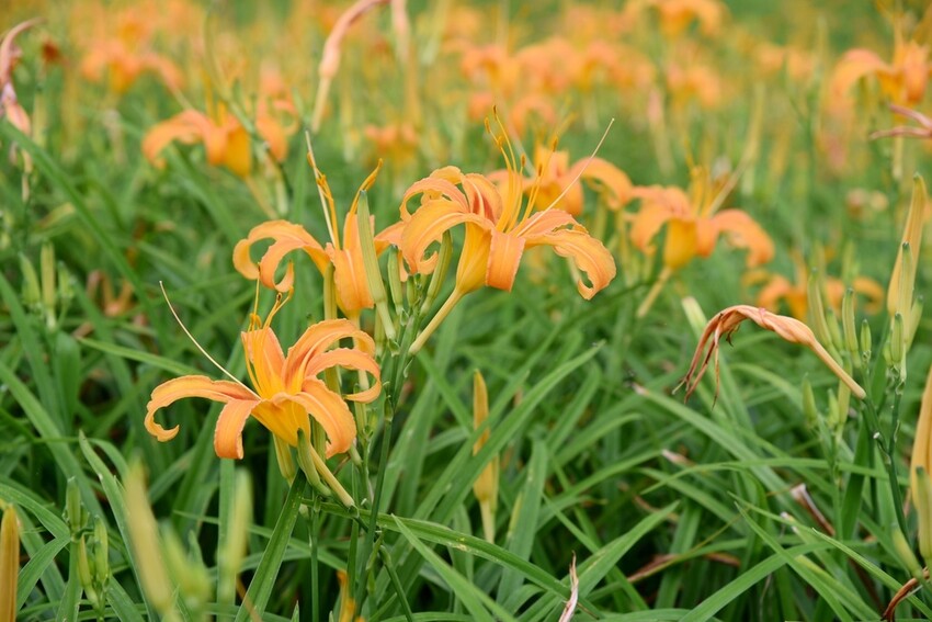 台東三天兩夜輕旅行｜我在太麻里好解憂