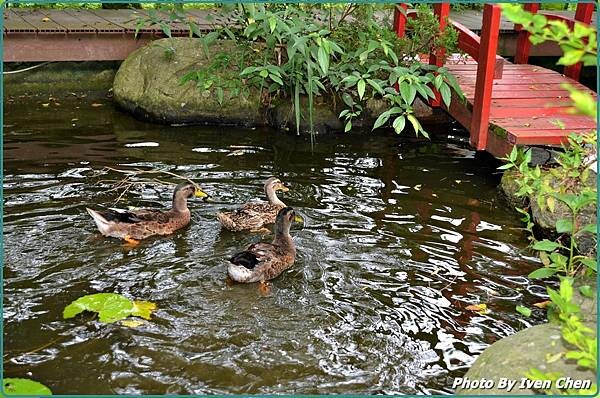 《大溪一日遊》假日趴趴走/休閒美拍歌舞的日子 in『穀倉St