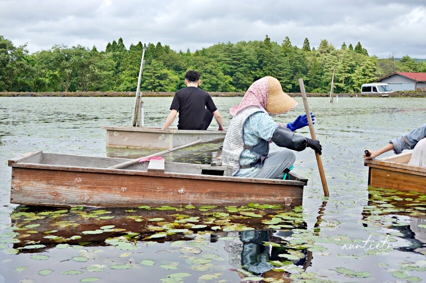 日本【秋田旅遊】三種町|阿部農園,水中綠寶石蓴菜採摘體驗,滿滿膠原蛋白的季節限定美食!