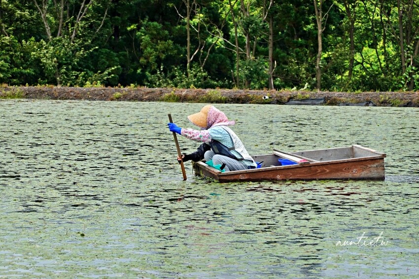 日本【秋田旅遊】三種町|阿部農園,水中綠寶石蓴菜採摘體驗,滿滿膠原蛋白的季節限定美食!