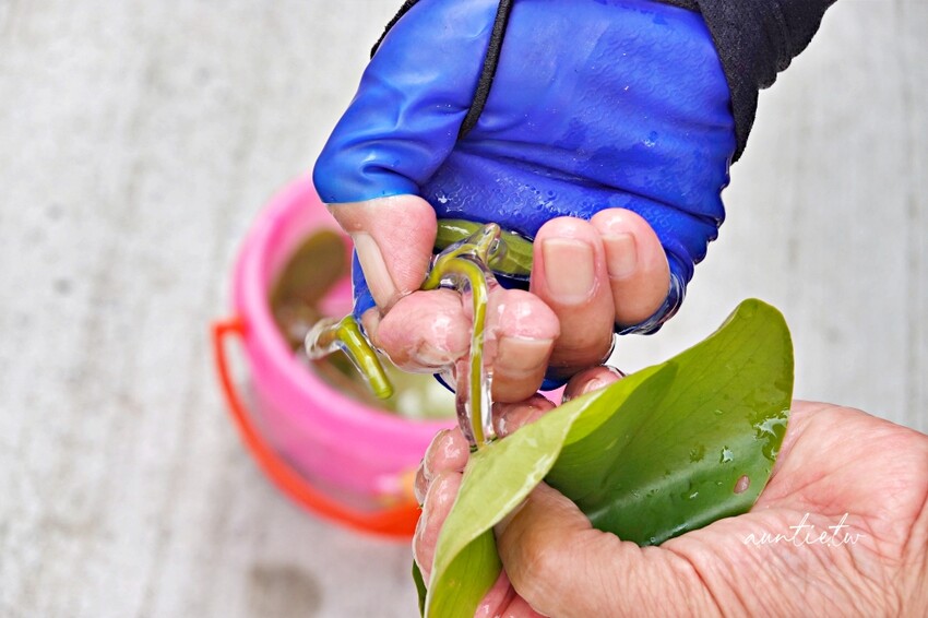 日本【秋田旅遊】三種町|阿部農園,水中綠寶石蓴菜採摘體驗,滿滿膠原蛋白的季節限定美食!