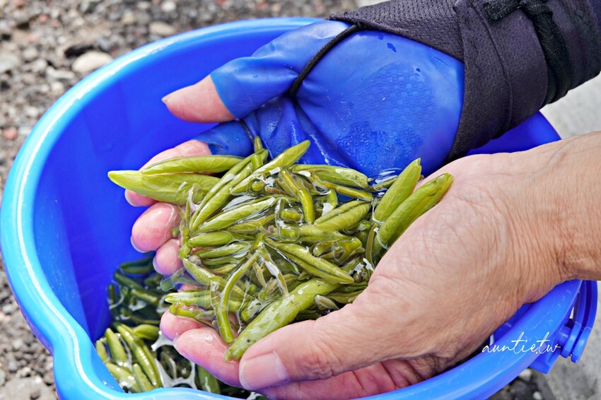 日本【秋田旅遊】三種町|阿部農園,水中綠寶石蓴菜採摘體驗,滿滿膠原蛋白的季節限定美食!