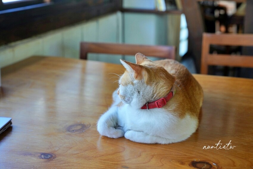 台東縣鹿野鄉【台東】鹿野高台｜2024台灣國際熱氣球嘉年華，光雕秀無人機，三麗鷗家族大集合！