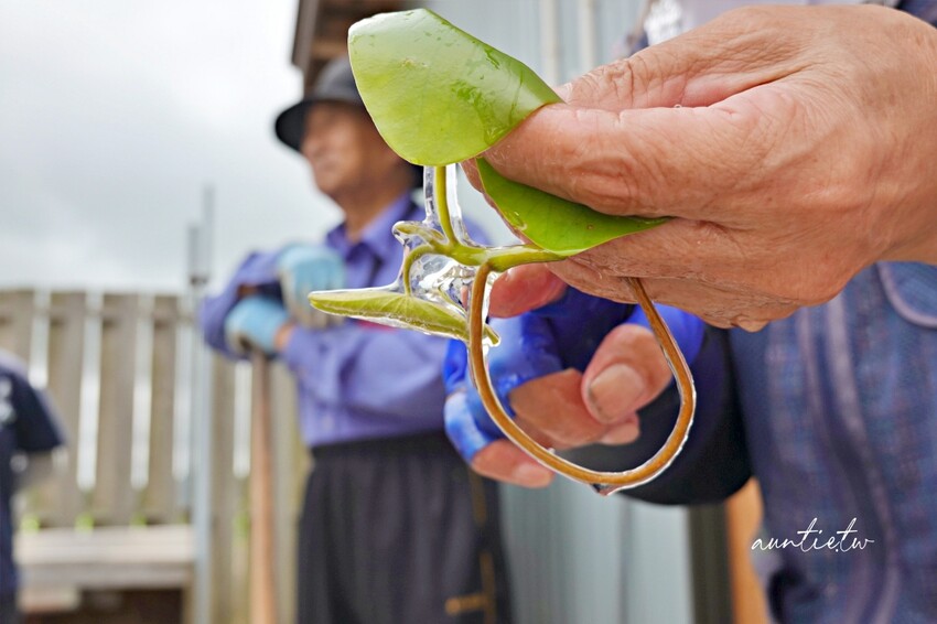 日本【秋田旅遊】三種町|阿部農園,水中綠寶石蓴菜採摘體驗,滿滿膠原蛋白的季節限定美食!