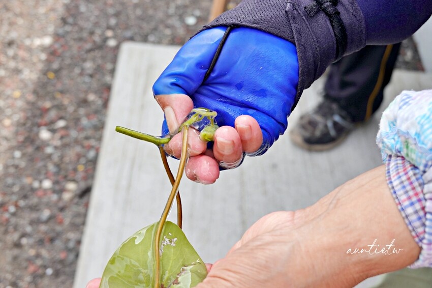 日本【秋田旅遊】三種町|阿部農園,水中綠寶石蓴菜採摘體驗,滿滿膠原蛋白的季節限定美食!