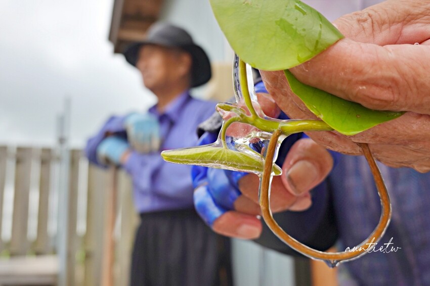 日本【秋田旅遊】三種町|阿部農園,水中綠寶石蓴菜採摘體驗,滿滿膠原蛋白的季節限定美食!