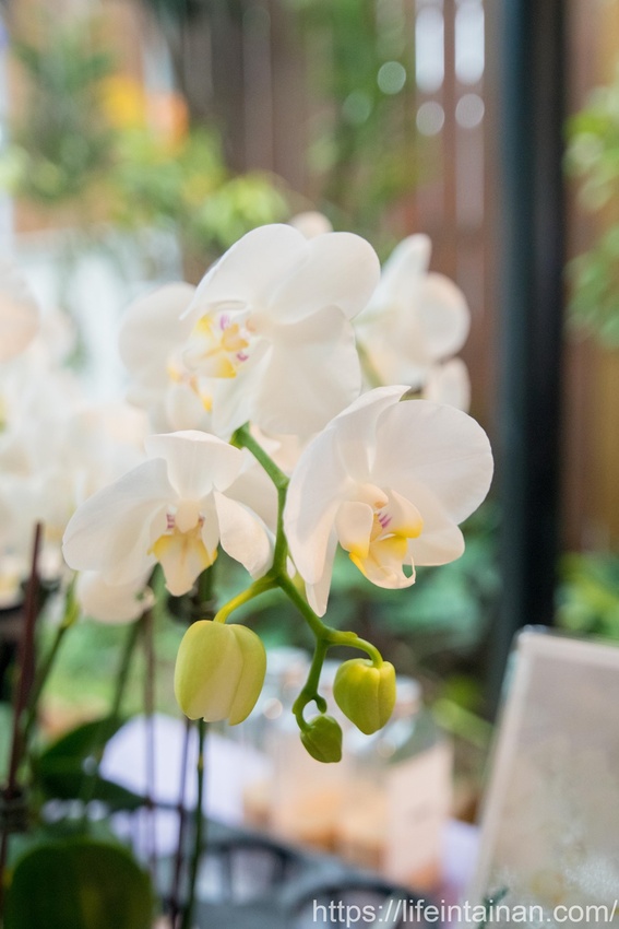 台南市六甲區“我的婆婆怎麼那麼可愛2”玻璃屋場景，戶外有遊艇花園和網美拍照區，免費參觀、蘭花保養品試用，當然別忘了“我的婆婆怎麼那麼可愛2”聯名保養品禮盒~蘭都觀光工廠