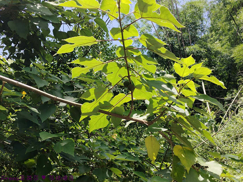 高雄市六龜區高雄旅遊│六龜荖濃溪遊憩旅行│騎乘電輔車吹風過隧道.豐富六龜生態地質│品茗原山茶│荖濃大武壠族文化體驗