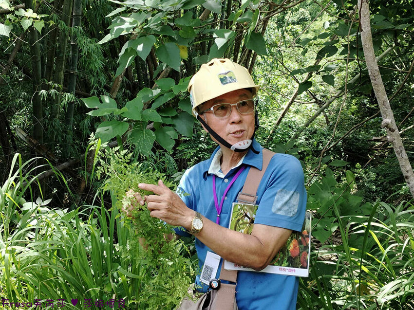 高雄市六龜區高雄旅遊│六龜荖濃溪遊憩旅行│騎乘電輔車吹風過隧道.豐富六龜生態地質│品茗原山茶│荖濃大武壠族文化體驗