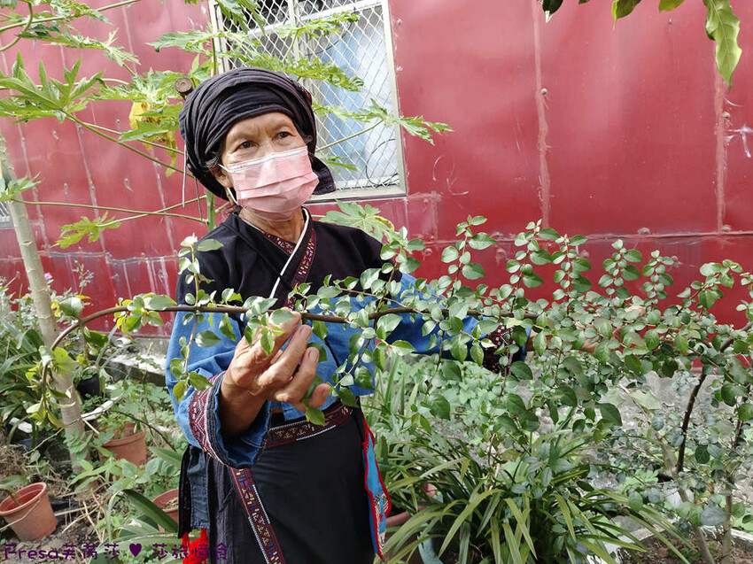 高雄市六龜區高雄旅遊│六龜荖濃溪遊憩旅行│騎乘電輔車吹風過隧道.豐富六龜生態地質│品茗原山茶│荖濃大武壠族文化體驗