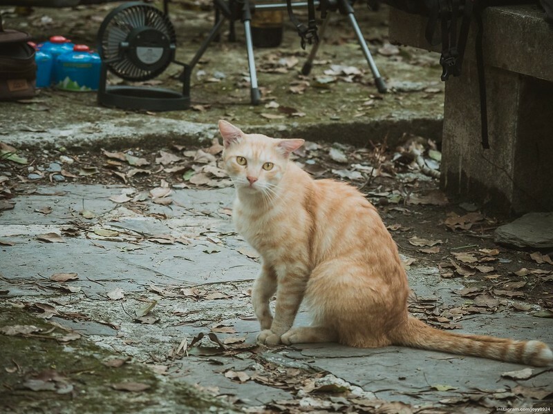 野營中|2023513神山露營 photo by instagram.com/joyy0924