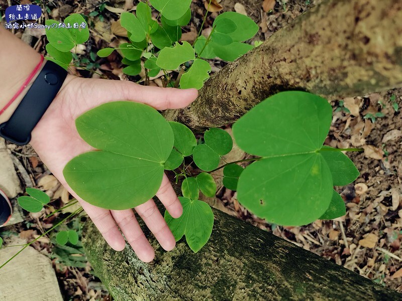 蘭潭後山步道、紅毛埤山