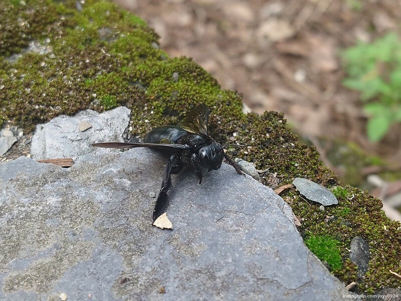 野營中|2023513神山露營 photo by instagram.com/joyy0924