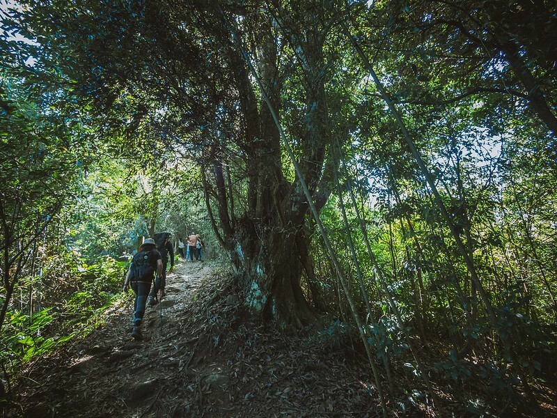 20221029|苗栗馬拉邦山|馬拉邦山登山步道x台灣小百岳x賞雲海、賞楓紅 20221029|苗栗馬拉邦山|馬拉邦山登山步道x台灣小百岳x賞雲海、賞楓紅