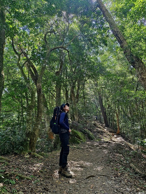 20221029|苗栗馬拉邦山|馬拉邦山登山步道x台灣小百岳x賞雲海、賞楓紅 20221029|苗栗馬拉邦山|馬拉邦山登山步道x台灣小百岳x賞雲海、賞楓紅