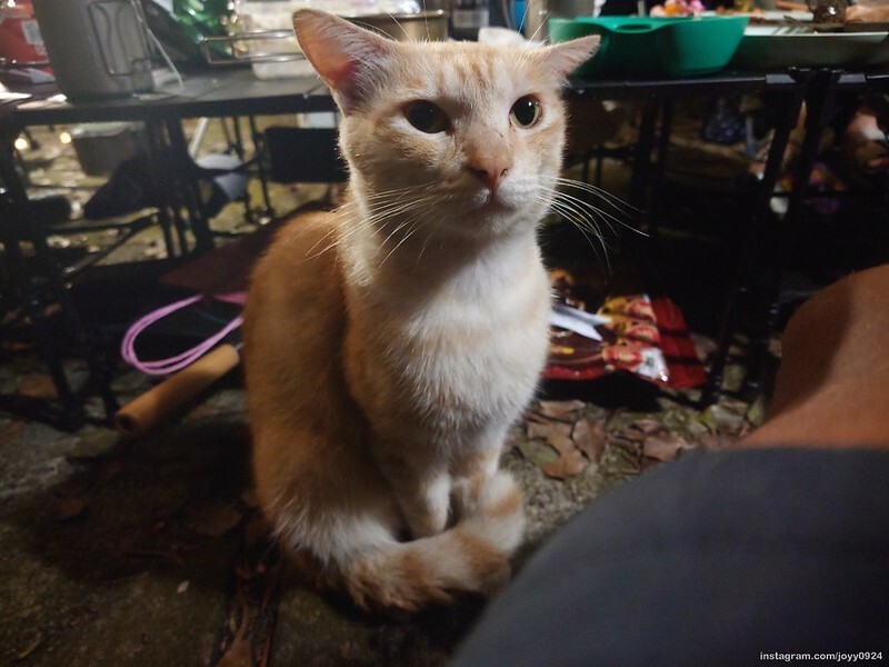 野營中|2023513神山露營 photo by instagram.com/joyy0924