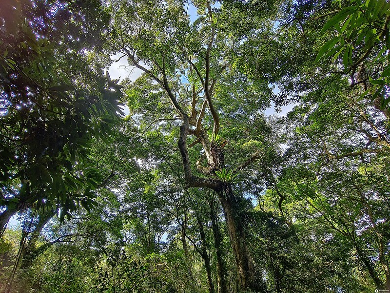 20221029|苗栗馬拉邦山|馬拉邦山登山步道x台灣小百岳x賞雲海、賞楓紅 20221029|苗栗馬拉邦山|馬拉邦山登山步道x台灣小百岳x賞雲海、賞楓紅