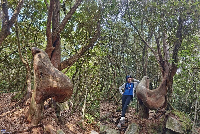 2024年,當然就是要登上海拔2024的橫嶺山呀!橫嶺山步道,超親民,難度僅2顆星 2024年,當然就是要登上海拔2024的橫嶺山呀!橫嶺山步道,超親民,難度僅2顆星