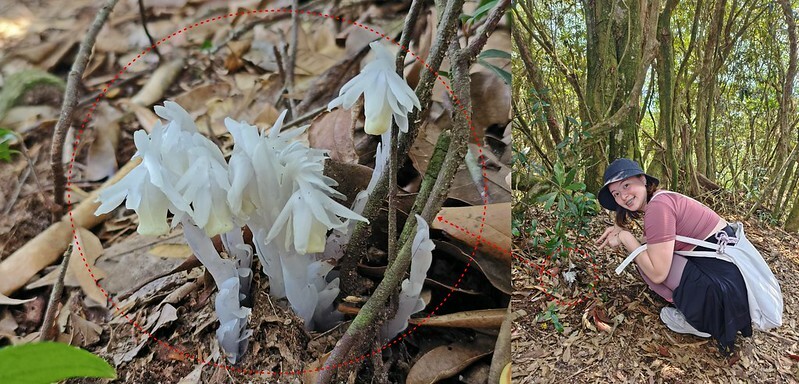 橫嶺山步道,超親民,難度僅2顆星 橫嶺山步道,超親民,難度僅2顆星