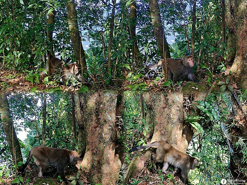 20221029|苗栗馬拉邦山|馬拉邦山登山步道x台灣小百岳x賞雲海、賞楓紅 20221029|苗栗馬拉邦山|馬拉邦山登山步道x台灣小百岳x賞雲海、賞楓紅