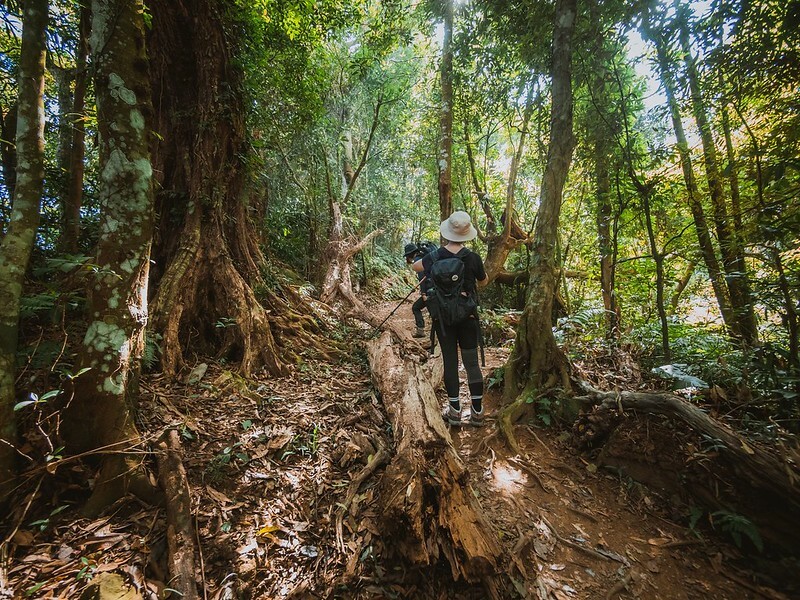 20221029|苗栗馬拉邦山|馬拉邦山登山步道x台灣小百岳x賞雲海、賞楓紅 20221029|苗栗馬拉邦山|馬拉邦山登山步道x台灣小百岳x賞雲海、賞楓紅