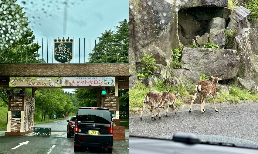 六天五夜的九州福岡自駕自由行攻略!從高雄起飛到當地租車、住宿與景點全紀錄,還有意外的住宿與美食經驗分享。