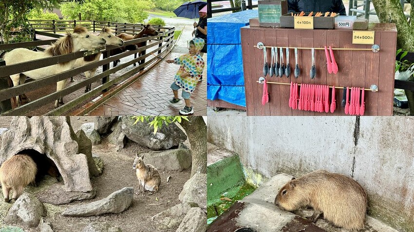 六天五夜的九州福岡自駕自由行攻略!從高雄起飛到當地租車、住宿與景點全紀錄,還有意外的住宿與美食經驗分享。