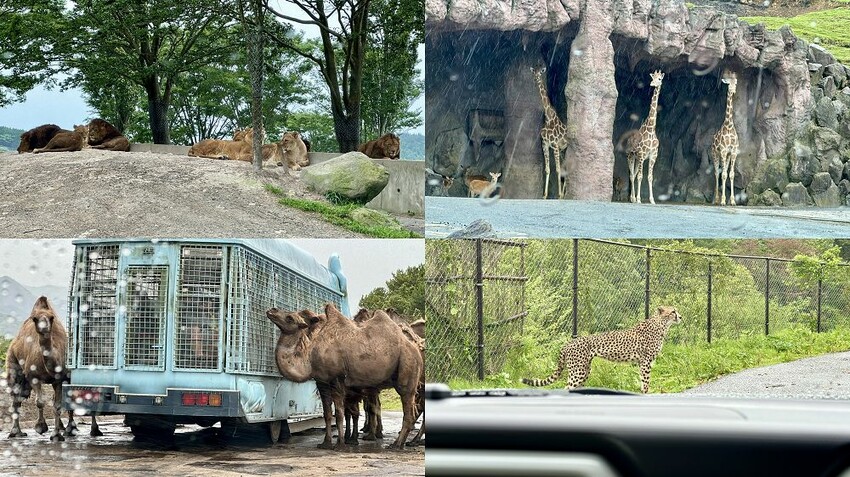 六天五夜的九州福岡自駕自由行攻略!從高雄起飛到當地租車、住宿與景點全紀錄,還有意外的住宿與美食經驗分享。