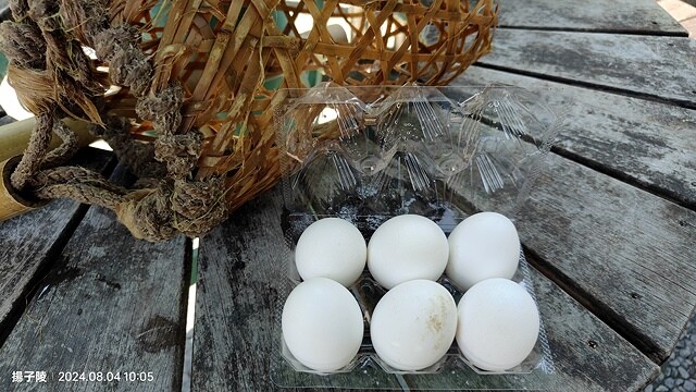 2024太平山國家森林遊樂區(上)｜鳩之澤溫泉｜見晴懷古步道