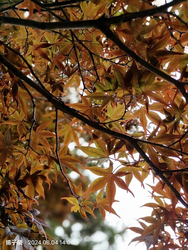 2024太平山國家森林遊樂區(中)|太平山莊|原太平山俱樂部