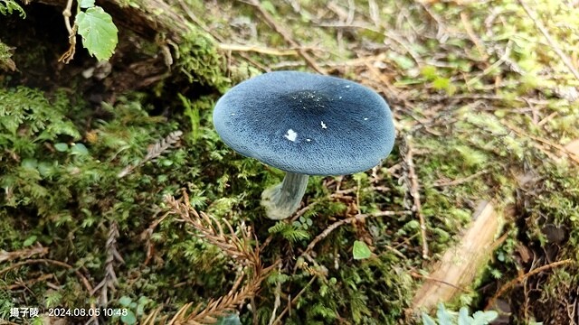 2024太平山國家森林遊樂區|翠峰湖,臺灣最大高山湖泊|翠峰