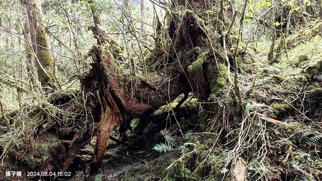 2024太平山國家森林遊樂區(中)|太平山莊|原太平山俱樂部