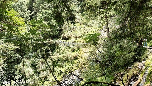 2024太平山國家森林遊樂區(上)｜鳩之澤溫泉｜見晴懷古步道