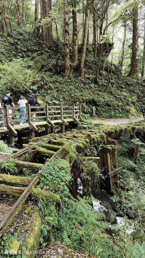 2024太平山國家森林遊樂區(上)｜鳩之澤溫泉｜見晴懷古步道