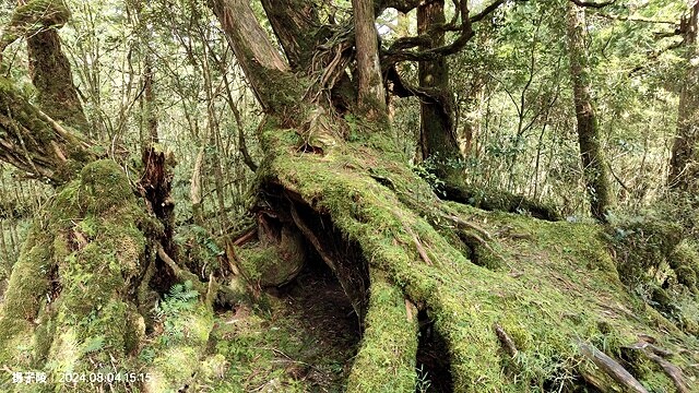 2024太平山國家森林遊樂區(中)|太平山莊|原太平山俱樂部