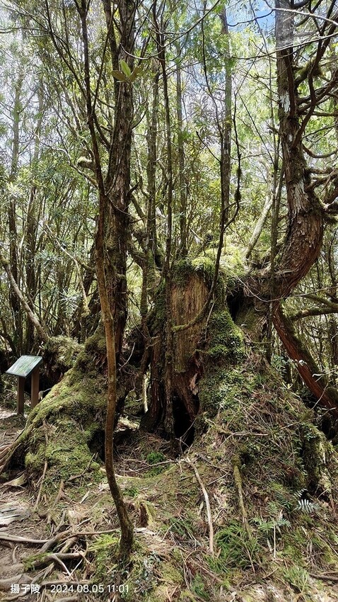 2024太平山國家森林遊樂區|翠峰湖,臺灣最大高山湖泊|翠峰