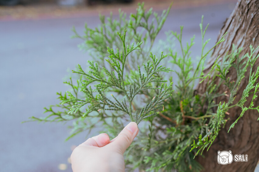 桃園大溪一日遊｜勇闖大溪客庄神農保甲路尋詔安，認識神農信仰，體驗香火包、藍晒顯影、品味在地風味餐 - 莎笠，小日子