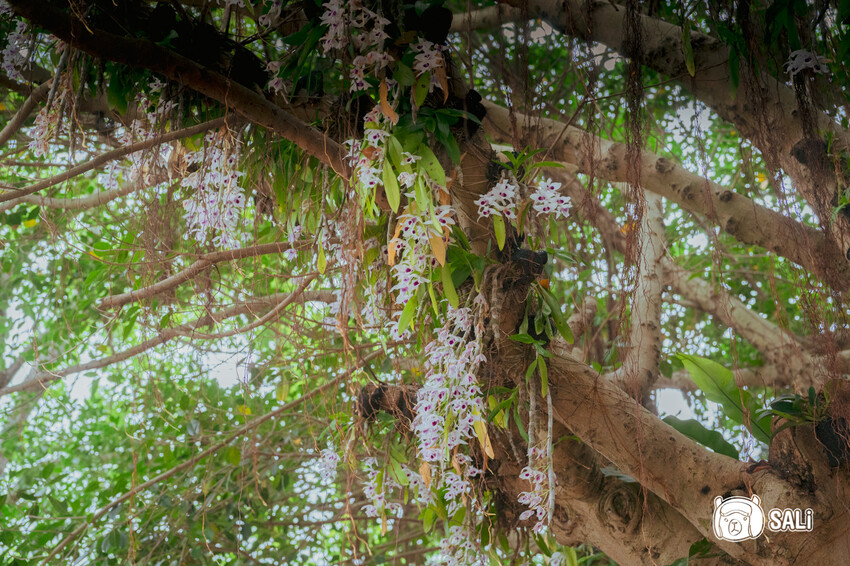 桃園大溪一日遊｜勇闖大溪客庄神農保甲路尋詔安，認識神農信仰，體驗香火包、藍晒顯影、品味在地風味餐 - 莎笠，小日子