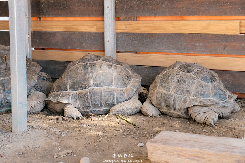 新竹市香山區MiFresa 財財的手作基地遊廢物媽媽農場|新竹生活資訊|穿著新衣到農場玩!超簡單穿穿搭,一套上就有不同層
