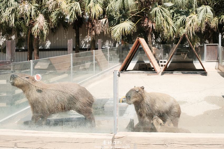 新竹市香山區MiFresa 財財的手作基地遊廢物媽媽農場|新竹生活資訊|穿著新衣到農場玩!超簡單穿穿搭,一套上就有不同層